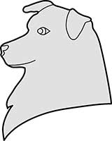 Australian Shepard Dogs Head Main Image