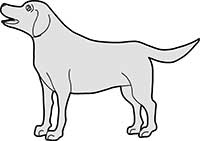 Labrodor Dog Standing Main Image