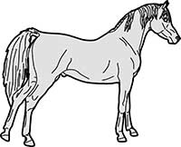 Horse Arabian Standing Main Image