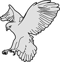 Hawk Kestrel Pouncing Main Image