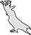 Plain Image Cockatoo Sulphur Crested Perching