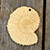 3mm Ply Ammonite Fossil