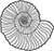 Main Image Ammonite Fossil