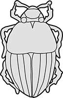 Generic Beetle with a Simple Design Main Image