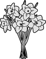 Daffodil Cut Bunch Main Image
