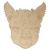 Main Image White No Hole Image Alpaca Head Front View