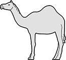 Camel Domedary Standing Main Image