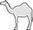 Main Image Camel Standing