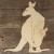 Main Image Kangaroo with Joey