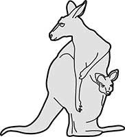 Kangaroo with Joey Main Image