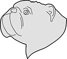 Dog English Bulldog Head Main Image
