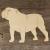 Main Image Dog English Bulldog Standing
