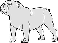 Dog English Bulldog Standing Main Image