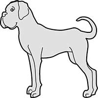 Boxer Dog Standing Main Image