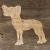 Image TH Dog Chinese Crested Standing