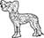 Main Image Chinese Crested Dog Standing