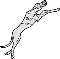 Dog Greyhound Racing Running Main Image