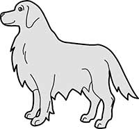 Dog Golden Retriever Standing Main Image
