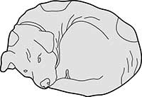 Dog Curled Up Mongrel Main Image