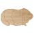 Main Image White No Hole Image Guinea Pig