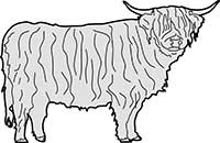 Highland Bull Standing Main Image
