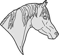 Horse Arabian Head Main Image
