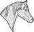 Main Image Horse Head Arabian