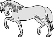 Walking Horse With Head Down Main Image