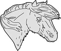 Shetland Horse Head Main Image