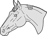 Horse Thoroughbred Head Main Image