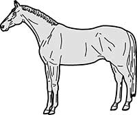 Horse Thoroughbred Standing Main Image