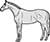 Main Image Thoroghbread Horse Standing
