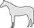 Plain Image Horse Thoroughbred Standing