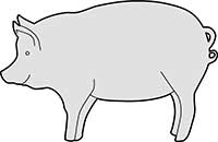 Standing Pig Main Image