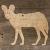 Image TH African Wild Dog