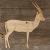 Image TH Impala Standing