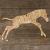 Image TH Zebra Foal Frolicing