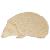 Main Image White No Hole Image Hedgehog Walking Accurate