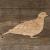 Main Image Turtle Dove Side on