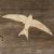Image 2T Swift Bird Soring in Flight