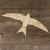 Image TH Swift Bird Soring in Flight