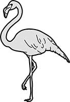 Flamingo Greater Wading Main Image
