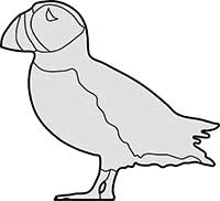 Puffin Standing Seabird Main Image