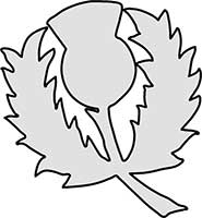 Thistle the Symbol of Scotland Main Image