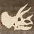 Triceratops Skeleton Head