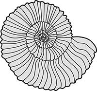 Ammonite Fossil Main Image