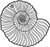 Plain Top Hole Image Ammonite Fossil