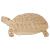 Main Image White No Hole Image Tortoise Hermann Standing