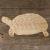 Tortoise Hermann Standing