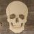 Human Skull